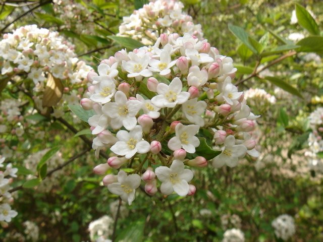 Viburnum burkwoodii (2)
